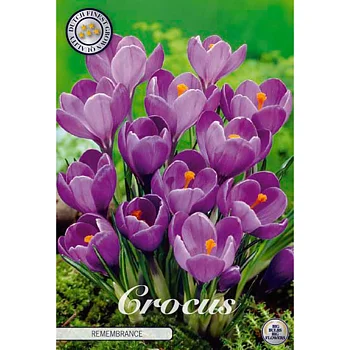 84335  CROCUS  REMEMBRANCE      VERNUS