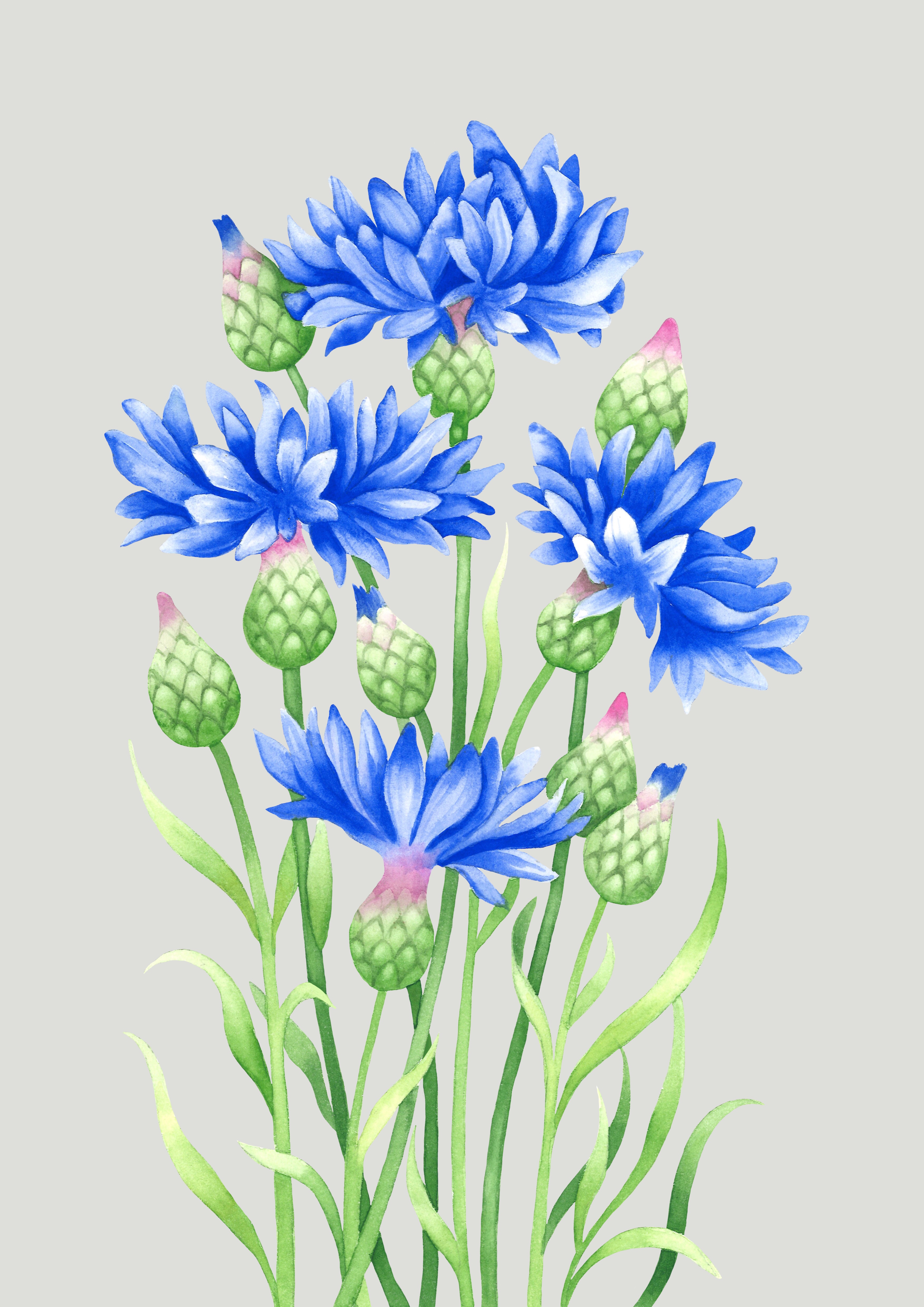 Fine art print "Blåklint" a4 / a3