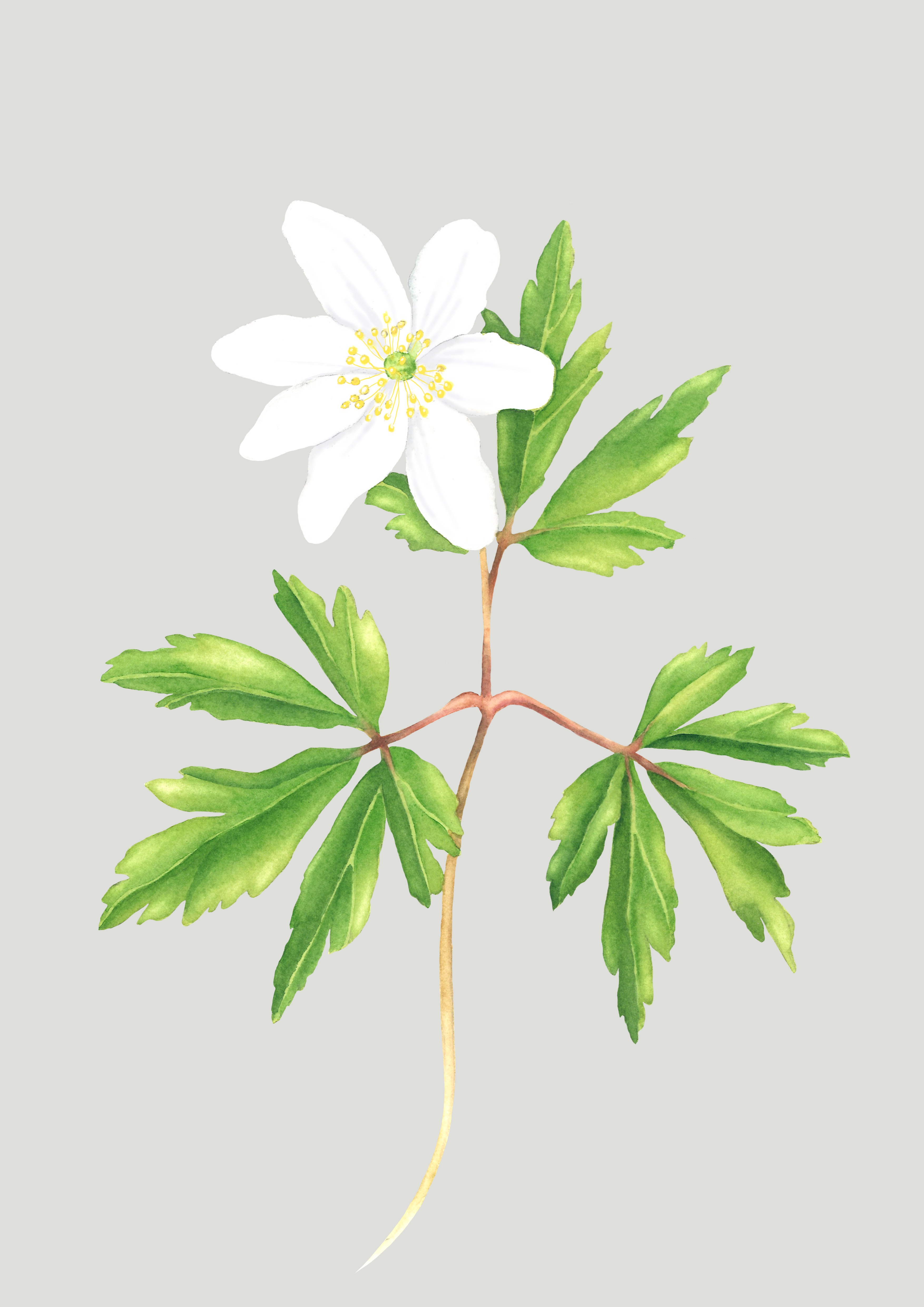 Fine art print "Vitsippa" a4