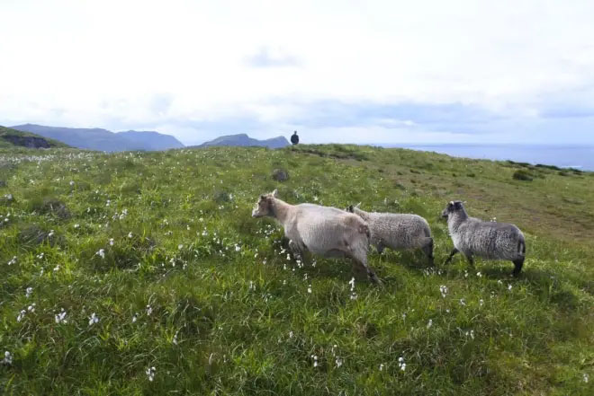 FAKTA OCH INFORMATION  OM MATERIALET ULL! 