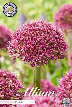 84082  OSTARA    ALLIUM