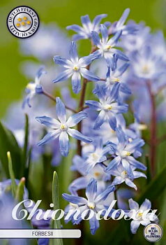 84212  FORBESII    CHIONODOXA