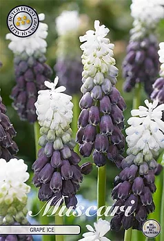 84643  MUSCARI/PÄRLHYACINT  GRAPE ICE