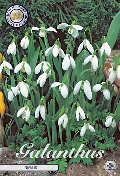 84472  GALANTHUS  NIVALIS