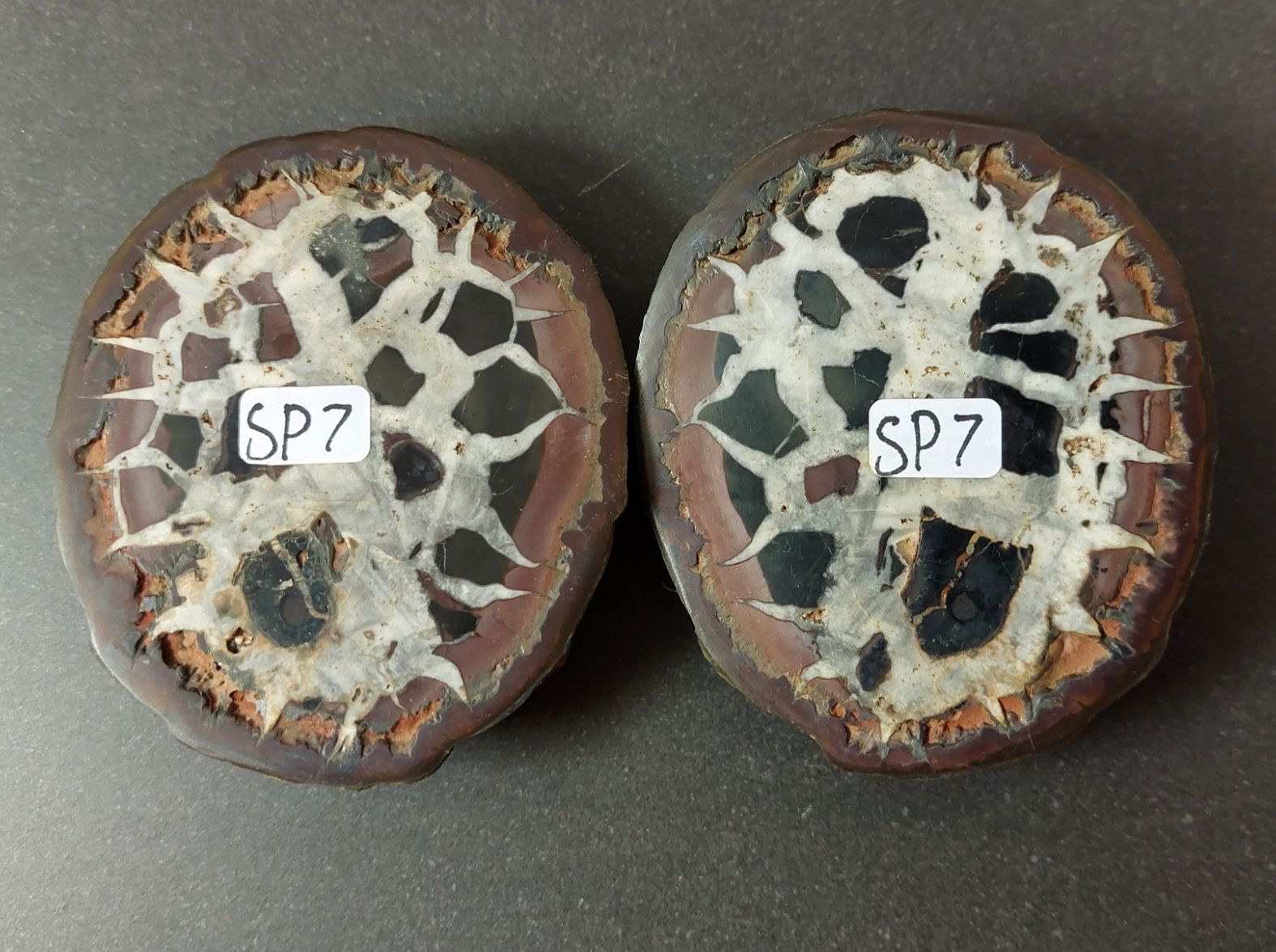 Septaria  Knölar / Nodules (Dragon eggs) - Slipade Halvor, nr1-10 - 7