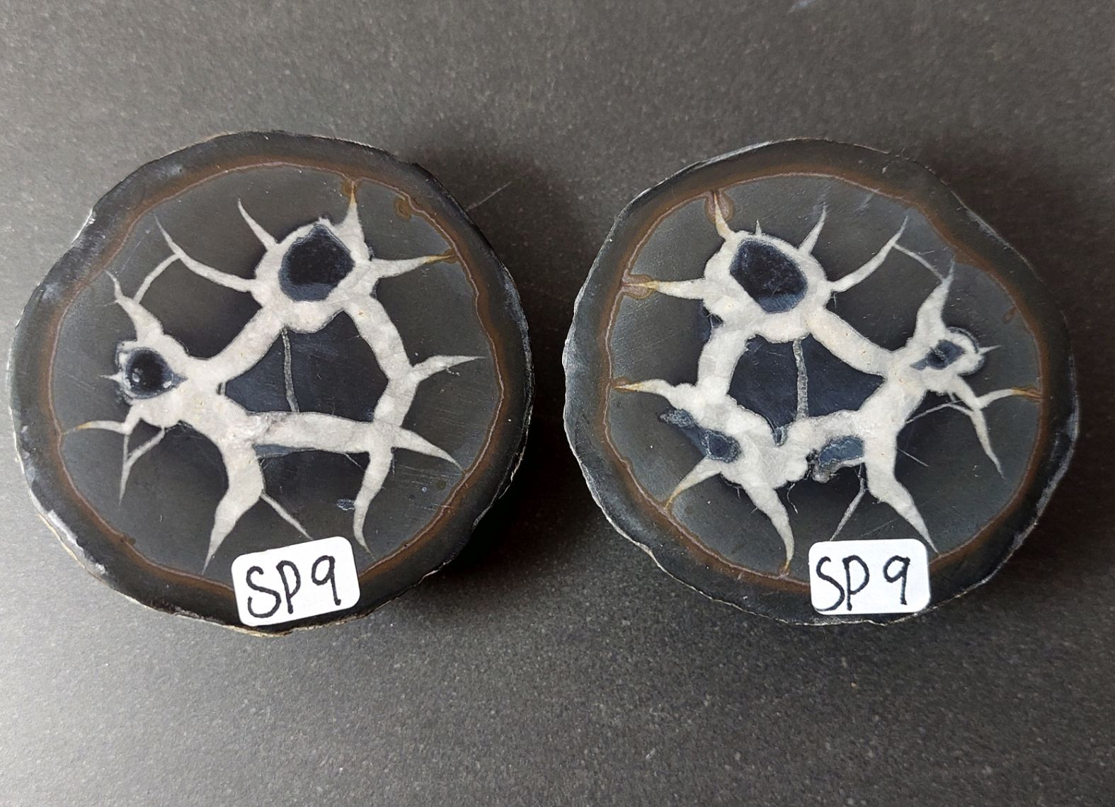 Septaria  Knölar / Nodules (Dragon eggs) - Slipade Halvor, nr1-10 - 9