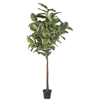 Fikus Elastica 240 cm