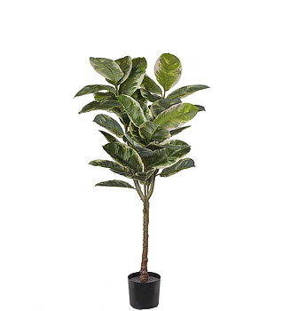 Fikus Elastica 150cm
