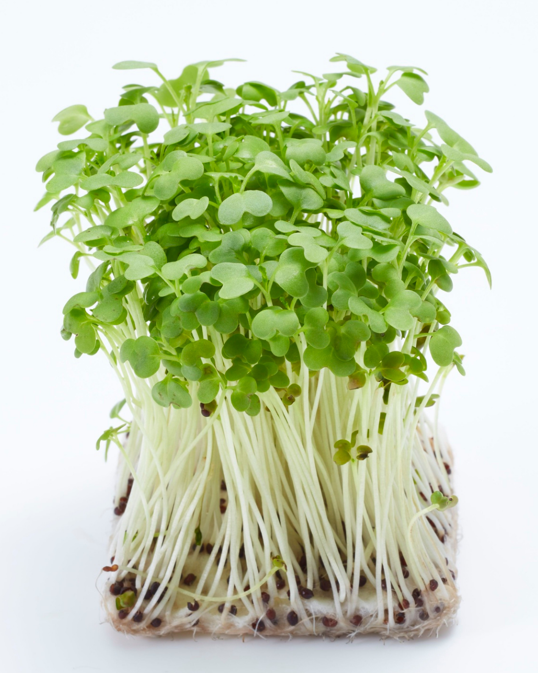 Ekologisk Microgreen - Broccoli - Raab
