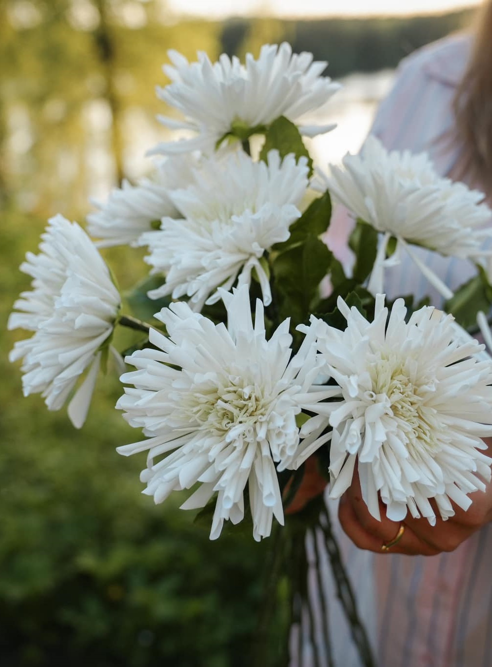 Chrysanthemum - White - 60 cm - 4