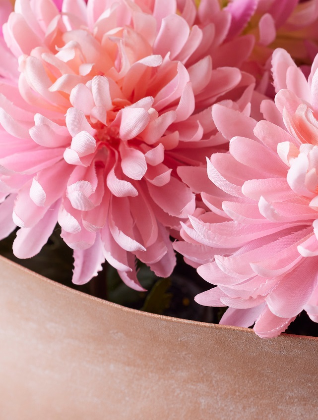 Chrysanthemum - Rosa - 60 cm - 2