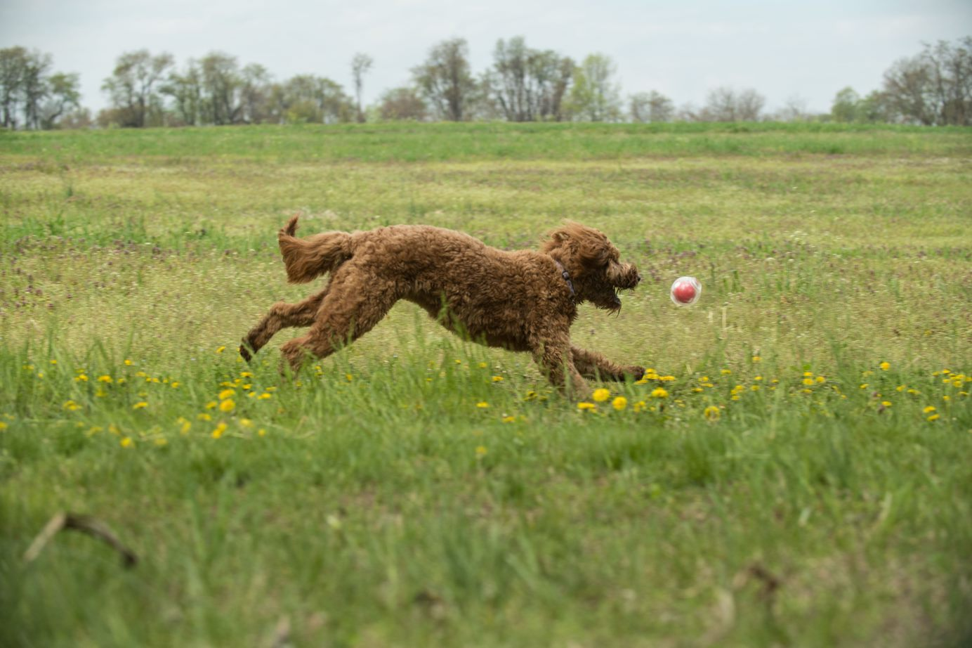 Caitec Amazing Squeaker Ball M - 2