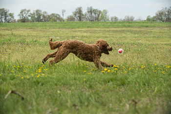 Caitec Amazing Squeaker Ball M