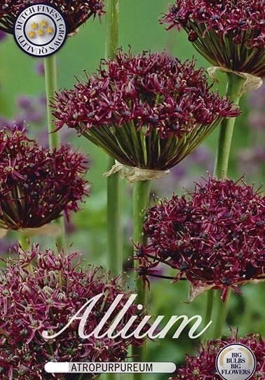 10000  ALLIUM  ATROPURPUREUM  Antal lökar   10.St  Storlek  10/12