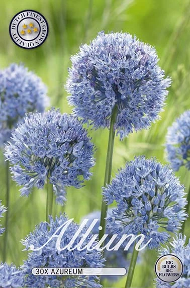 10005  ALLIUM  AZUREUM  Antal lökar   30.St  Storlek  5/6