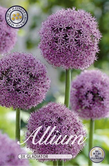 10010  ALLIUM  GLADIATOR  Antal lökar   3.St  Storlek  22/+