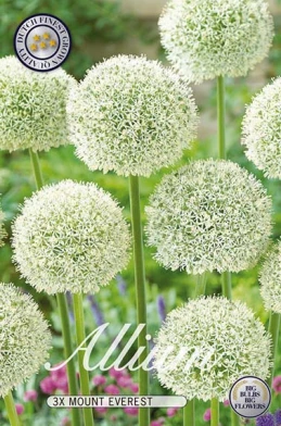 10015  ALLIUM  MOUNT EVEREST  Antal lökar   3.St  Storlek  20/+