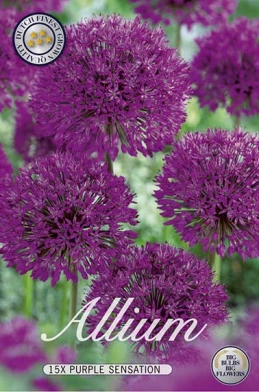10020  ALLIUM  PURPLE SENSATION  Antal lökar   15.St  Storlek  12/+