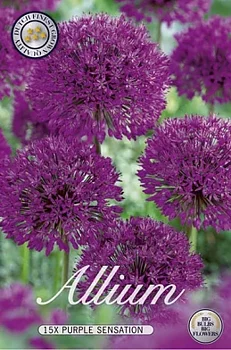 10020  ALLIUM  PURPLE SENSATION  Antal lökar   15.St  Storlek  12/+