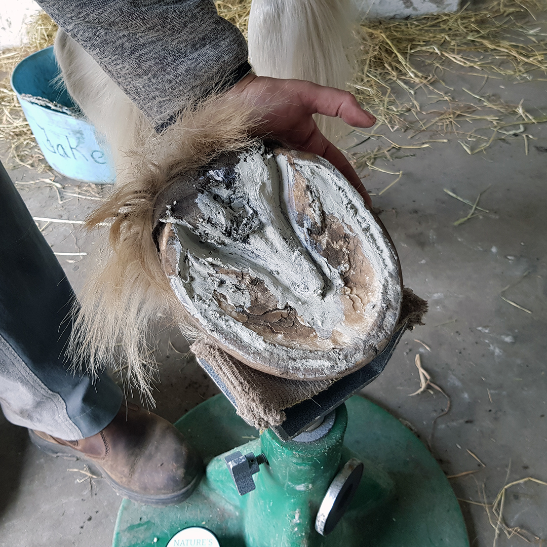 Nature's Hoof Help - Natures Clay - 2