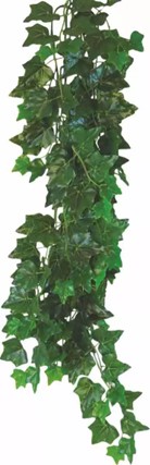 Terra planta Hedera helix - 70 cm