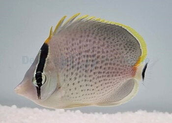 Chaetodon Guttatissimus