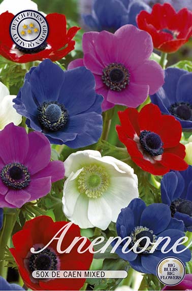 10040  ANEMONE  THE CAEN MIXADE  Antal lökar   50.St  Storlek  5/6