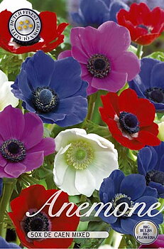 10040  ANEMONE  THE CAEN MIXADE  Antal lökar   50.St  Storlek  5/6