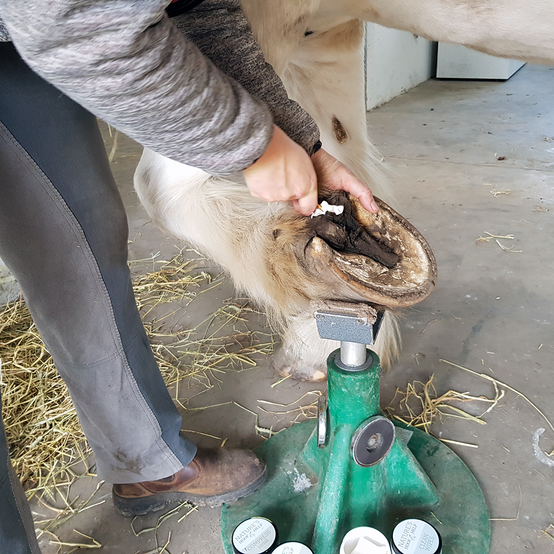 Nature's Hoof Help - Natures Compress - 2