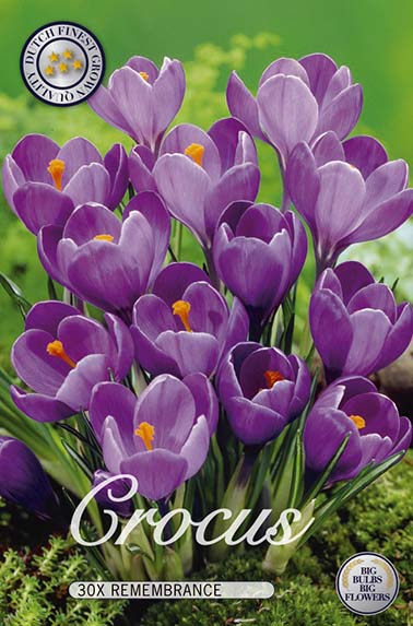 10045  CROCUS  REMEMBRANCE  Antal lökar   30.St  Storlek  8/9