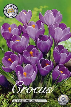 10045  CROCUS  REMEMBRANCE  Antal lökar   30.St  Storlek  8/9