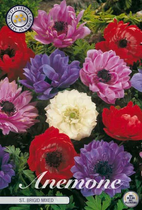 10035  ANEMONE  MIXADE  Antal lökar   50.St  Storlek  5/6