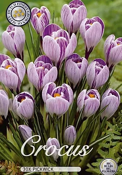 10055  CROCUS  PICKWICK  Antal lökar   30.St  Storlek  8/9