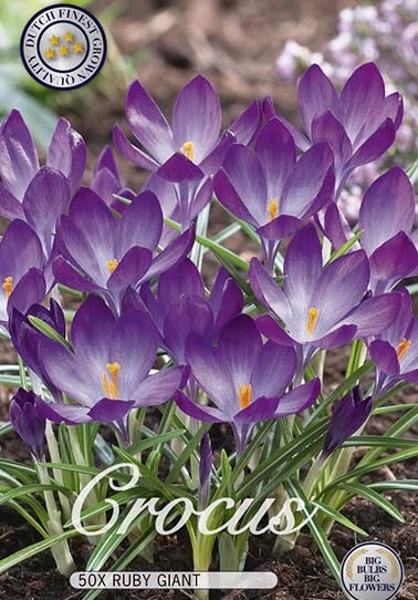 10063  CROCUS  RUBY GIANT  Antal lökar   50.St  Storlek  5/7