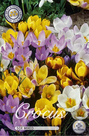 10065  CROCUS  BOTANICAL   MIXADEAntal lökar   50.St  Storlek  5/7