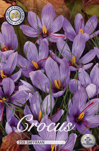 10067  CROCUS  SAFRAAN  Antal lökar   25.St  Storlek  8/9