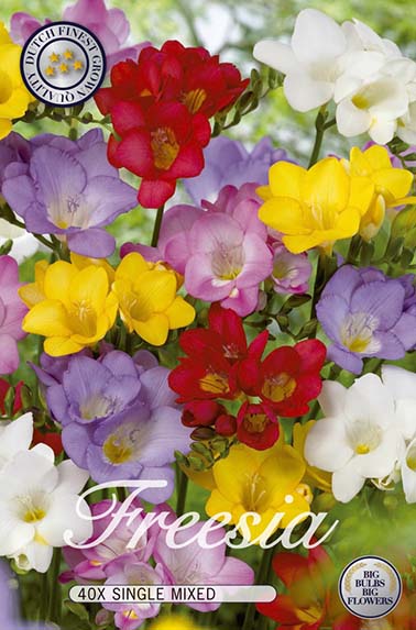 10074  FREESIA  FREESIA MIXADE  Antal lökar   40.St  Storlek  5/6