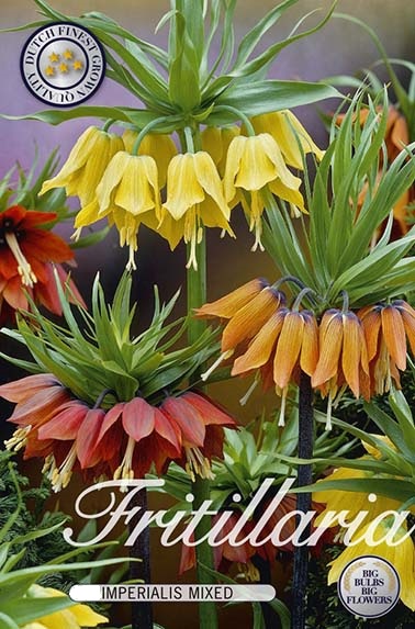 10080  FRITILLARIA  IMPERIALIS   MIXAntal lökar   2.St  Storlek  24/28