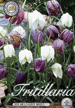 10085  FRITILLARIA  MELEAGRIS   MIXED  Antal lökar   30.St  Storlek  7/8