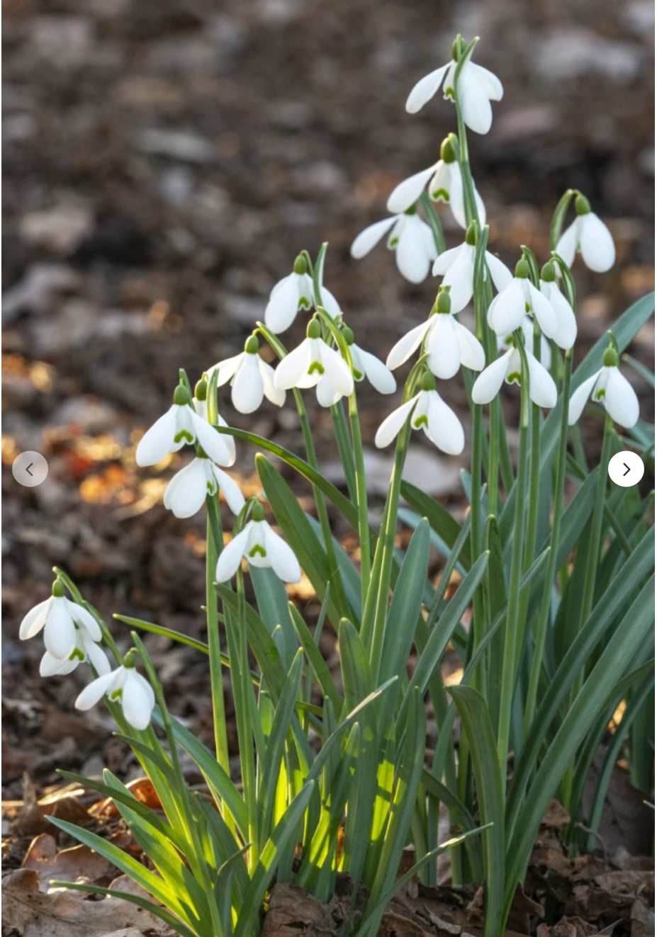10090  GALANTHUS  IKARIAE  Antal lökar   30.St  Storlek  5/6