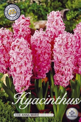 10095  HYACINTHUS  ANNA MARIE  Antal lökar   10.St  Storlek  15/16