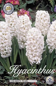 10105  HYACINTHUS  WHITE PEARL  Antal lökar   10.St  Storlek  15/16