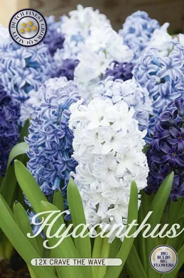 10110  HYACINTHUS  CRAVE THE WAVE  Antal lökar   12.St  Storlek  15/16