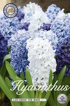 10110  HYACINTHUS  CRAVE THE WAVE  Antal lökar   12.St  Storlek  15/16
