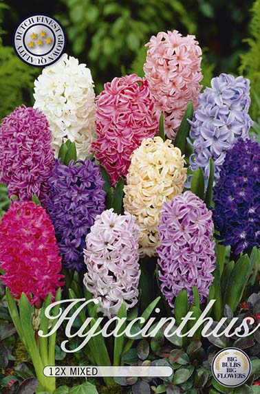 10120  HYACINTHUS  ORIENTALIS MIXADE  Antal lökar   12.St  Storlek  15/16