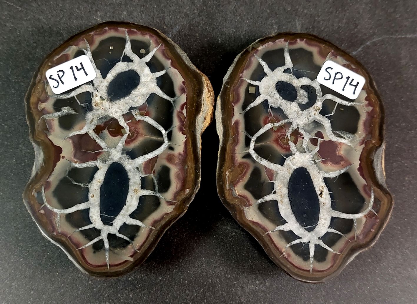 Septaria  Knölar / Nodules (Dragon eggs) - Slipade Halvor, nr11-20 - 6