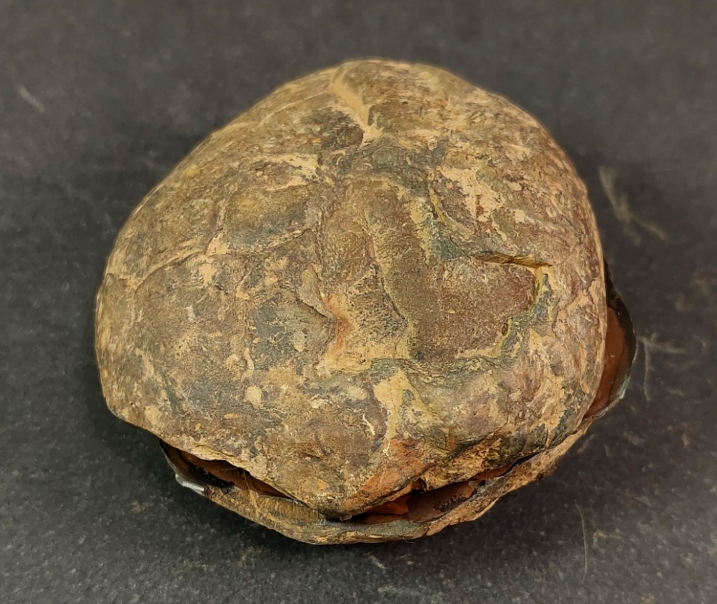 Septaria  Knölar / Nodules (Dragon eggs) - Slipade Halvor, nr11-20 - 2