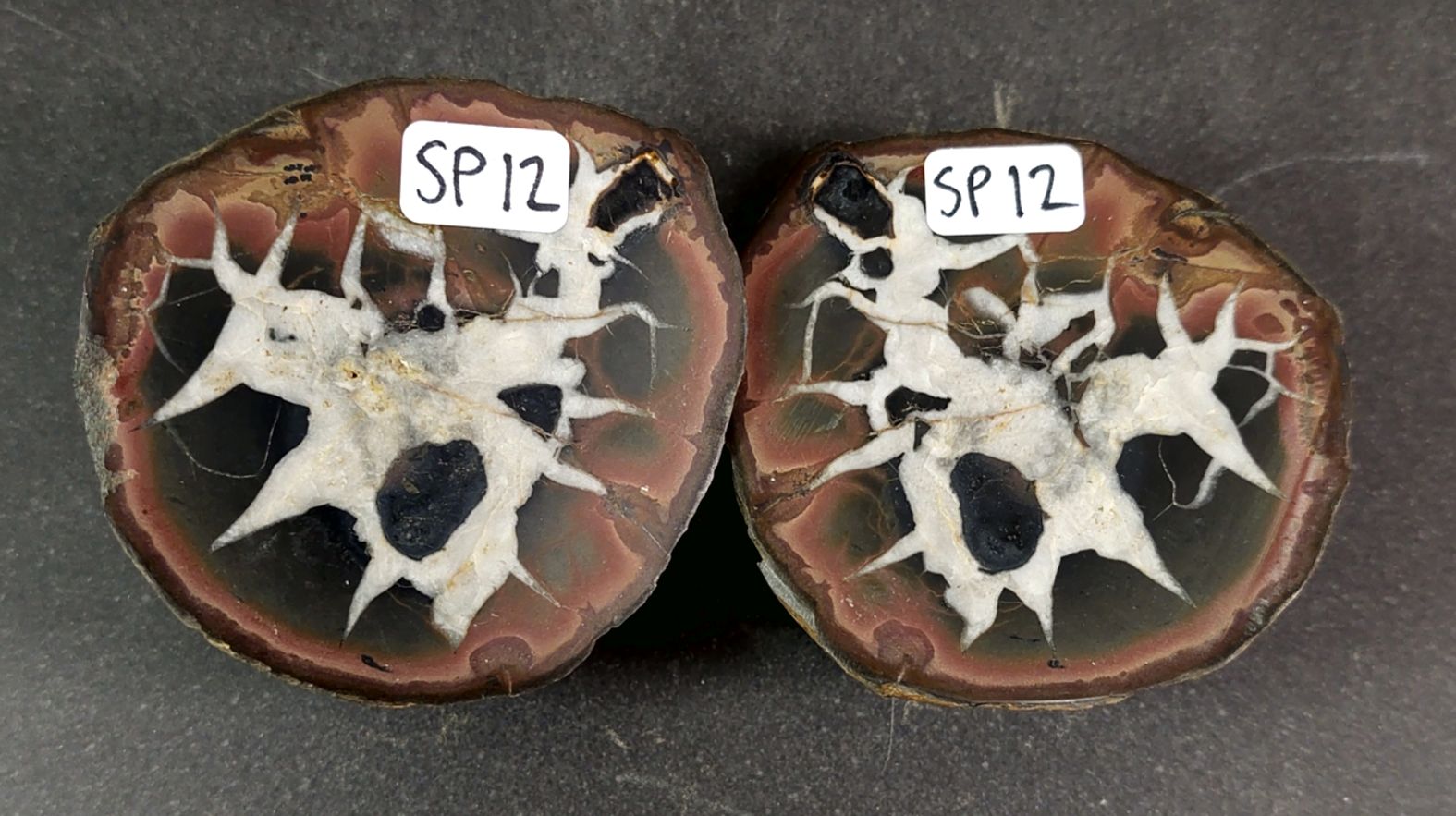 Septaria  Knölar / Nodules (Dragon eggs) - Slipade Halvor, nr11-20 - 4