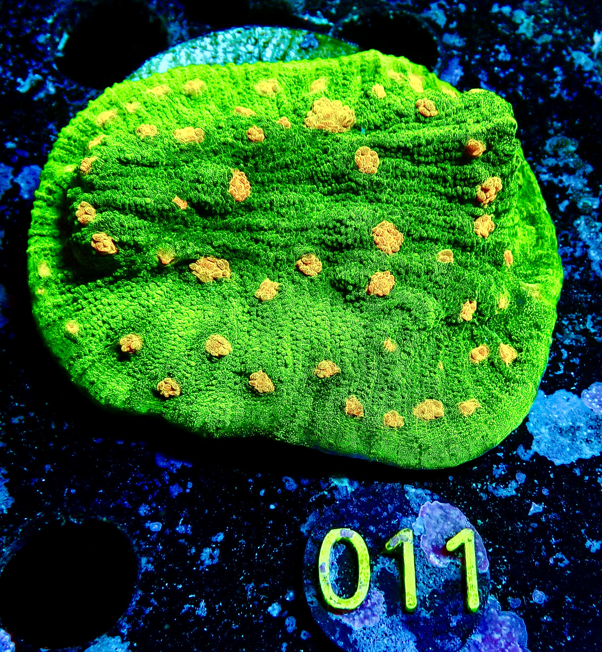 Echinophyllia sp. Space invader