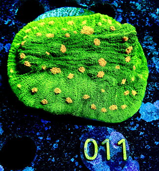Echinophyllia sp. Space invader